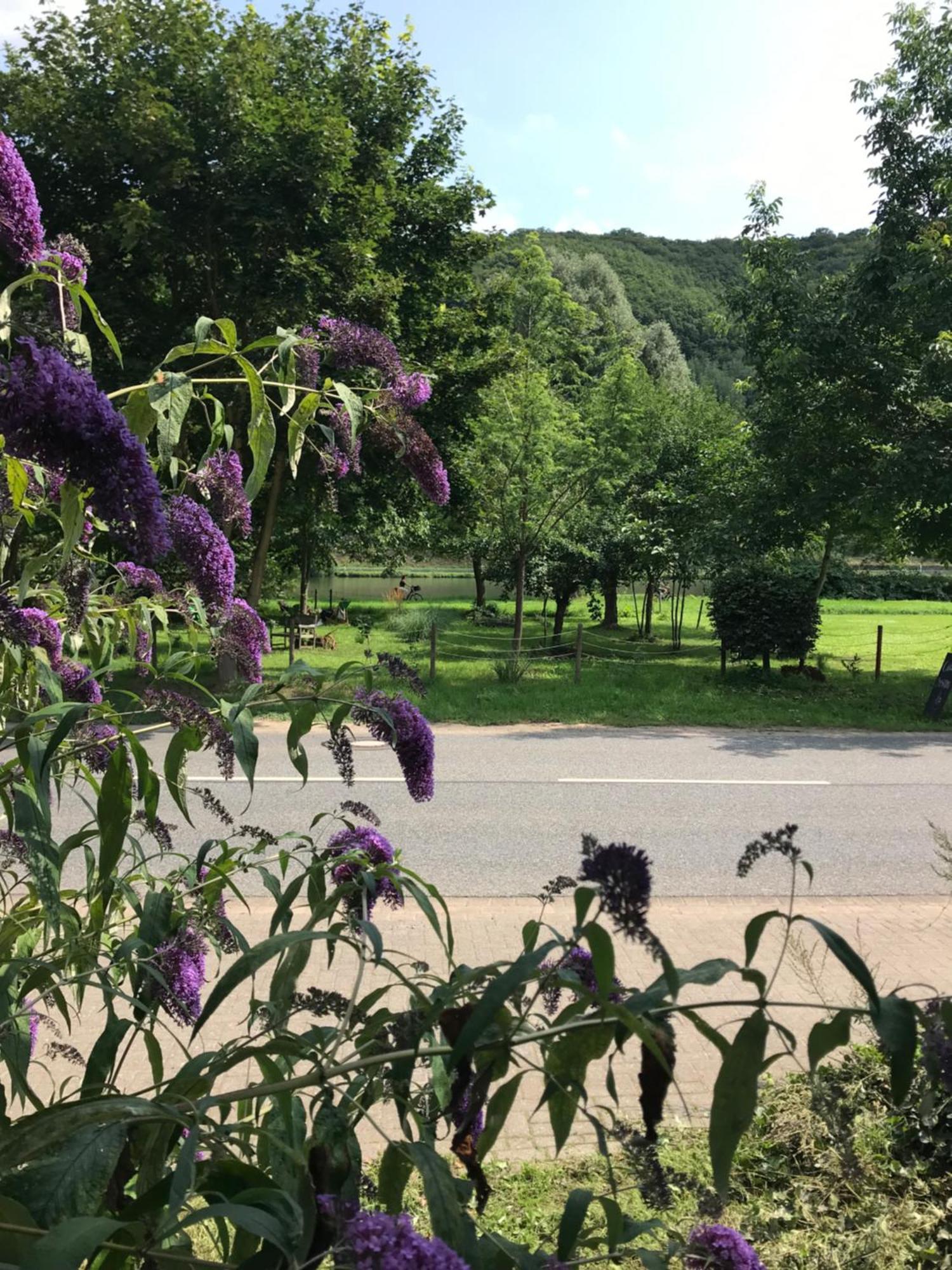 Moselina Gaestezimmer Sankt Aldegund Bagian luar foto